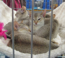 images/chats_races/4Singapura.jpg