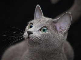 images/chats_races/800px-Jasmina.JPG