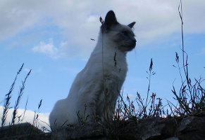 images/chats_races/800px-Oskar.jpg