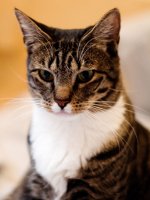 images/chats_races/American_Shorthair.jpg