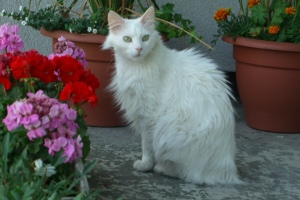 images/chats_races/Angora.jpg