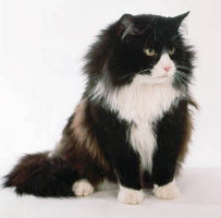 images/chats_races/Black_and_white_Norwegian_Forest_Cat.jpg