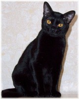 images/chats_races/Bombay_femelle.JPG