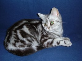 images/chats_races/British_Shorthair,_Classic_Tabby.jpg