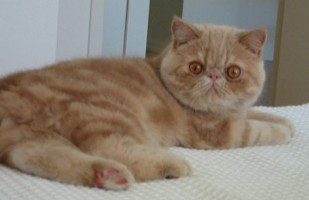 images/chats_races/Cream_tabby_exotic_cat.jpg