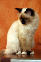 images/chats_races/Dm004.jpg