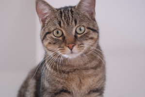 images/chats_races/European_shorthair_portrait_Quincy.jpg