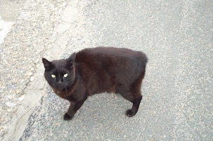 images/chats_races/Female_Manx_cat.jpg