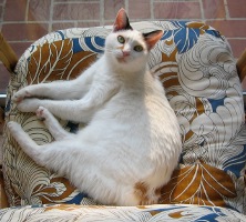 images/chats_races/Japanese_bobtail_curled.jpg