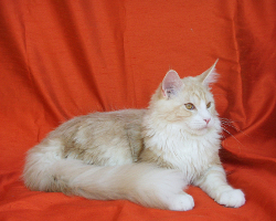 images/chats_races/Juvenile_Maine_Coon.JPG
