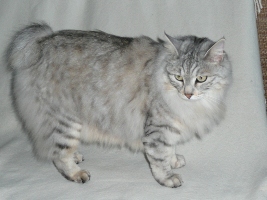 images/chats_races/Kurilian_bobtail.JPG