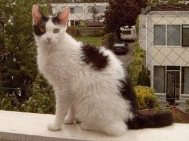 images/chats_races/Laperm_SH_blackwhite.jpg