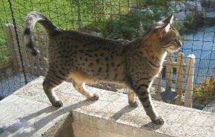 images/chats_races/Mauegyptien.jpg