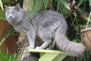images/chats_races/Nebelung_Male,_Aleksandr_van_Song_de_Chine.JPG