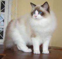 images/chats_races/Ragdoll_from_Gatil_Ragbelas.jpg
