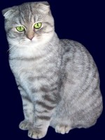 images/chats_races/Scottishfold.jpg