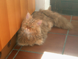 images/chats_races/Selkirk_rex_cinnamon.png