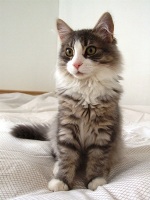 images/chats_races/Siberian_cat.JPG