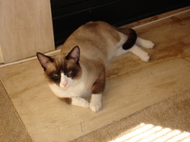 images/chats_races/Snowshoe_(cat).JPG