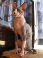 images/chats_races/Sphinx2_July_2006.jpg