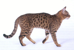 images/chats_races/Star_Spangled_Cat.jpg
