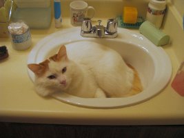 images/chats_races/Turkish_Van_Example.jpg