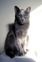 images/chats_races/Veda,chat-adulte-mâle-race-korat.JPG